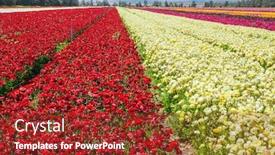 Presentation with botanical - Beautiful slide set featuring israel-gorgeous-multicolor-floral-carpet backdrop and a tawny brown colored foreground