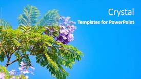  Presentation with israel - Presentation theme with israel-the-magnificent-jacaranda-blooms background and a teal colored foreground