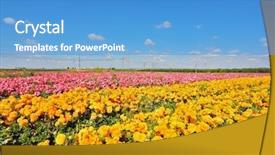  Presentation with export - Audience pleasing slide deck consisting of israeli spring kibbutz fields with bright flowers ranunculus flowers are grown for export backdrop and a teal colored foreground