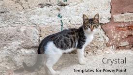  Presentation with cat - Audience pleasing slide deck consisting of istambul-homless-cat-looking backdrop and a light gray colored foreground