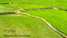  Presentation with beautiful green - Presentation having rice irrigation - it is a landscape background and a gold colored foreground