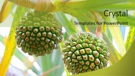  Presentation with tropical fruit - Theme having it is native to madagascar background and a yellow colored foreground
