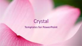  Presentation with lotus flower - Presentation theme consisting of it is the beautiful lotus flower photo background and a pink colored foreground