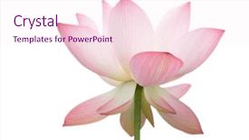  Presentation with lotus flower - Beautiful presentation theme featuring it is the beautiful lotus flower photo backdrop and a pink colored foreground