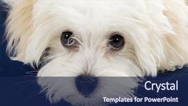  Presentation with blue eyes technology close up - Amazing theme having photo of twin eerie boys looking at camera in dark backdrop and a tawny brown colored foreground