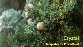  Presentation with italian - Presentation theme having italian-cypress-cupressus-sempervirens-texture background and a tawny brown colored foreground