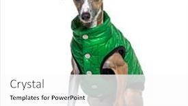  Presentation with greyhound - Presentation theme having italian-greyhound-piccolo-levriero-italiano background and a white colored foreground