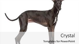  Presentation with greyhound - Beautiful slides featuring italian greyhound piccolo levriero italiano backdrop and a white colored foreground