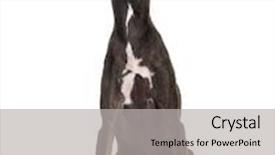  Presentation with greyhound - Beautiful slides featuring italian greyhound piccolo levriero italiano sitting and isolated on white backdrop and a light gray colored foreground