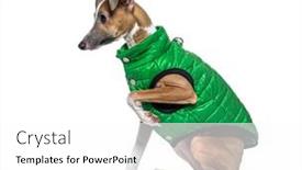  Presentation with white green - Theme consisting of italian-greyhound-wearing-a-green background and a white colored foreground