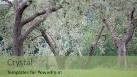  Presentation with olive trees - PPT layouts featuring italian olive trees in spring background and a mint green colored foreground