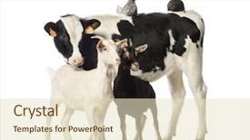  Presentation with hen - Colorful slide set enhanced with inscription from coffee beans and coffee cup on wooden background backdrop and a coral colored foreground