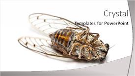  Presentation with grey - Slide set with its-back-grey-cicada-isolated background and a white colored foreground