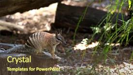  Presentation with western - Colorful PPT layouts enhanced with its diet consists almost exclusive backdrop and a tawny brown colored foreground