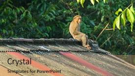  Presentation with house roof and roofing business - Beautiful theme featuring its face and blurred jungle backdrop and a  colored foreground