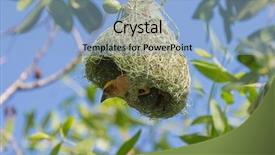  Presentation with bird - PPT theme with its half-built pendant nest background and a light blue colored foreground