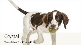  Presentation with english - Amazing theme having its mouth against white background backdrop and a soft green colored foreground