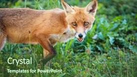  Presentation with fox - Amazing theme having its natural habitat - wildlife backdrop and a tawny brown colored foreground