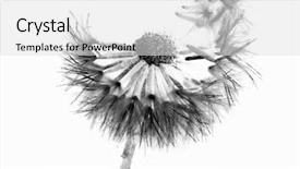  Presentation with black seed - Cool new theme with its seed isolated on white backdrop and a light gray colored foreground