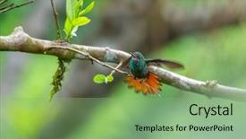  Presentation with costa rica - Colorful presentation design enhanced with its wings bird is slightly backdrop and a  colored foreground