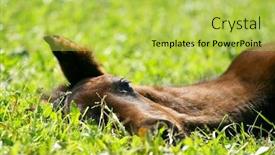  Presentation with foal - Cool new PPT layouts with ittle-foal-in-field backdrop and a yellow colored foreground