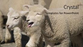  Presentation with lost - Beautiful presentation featuring i've lost my mumy backdrop and a coral colored foreground