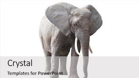  Presentation with elephant - Colorful slide set enhanced with ivory - african elephant isolated on white backdrop and a light gray colored foreground