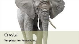  Presentation with elephant - Colorful PPT layouts enhanced with ivory - african elephant isolated on white backdrop and a mint green colored foreground