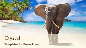  Presentation with elephant - Amazing theme having ivory - african elephant walking on tropical backdrop and a cream colored foreground