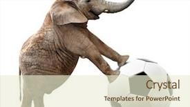  Presentation with african elephant loxodonta africana - PPT theme enhanced with ivory - african elephant with soccer ball background and a cream colored foreground
