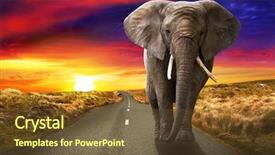  Presentation with elephant - PPT theme with ivory - elephant walking on the road background and a tawny brown colored foreground