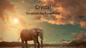  Presentation with ears - Presentation theme having ivory - elephant with trunks and big background and a coral colored foreground