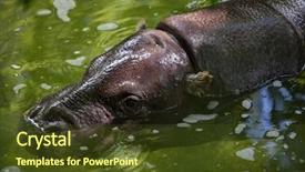  Presentation with wildlife - Cool new presentation theme with ivory - pygmy hippopotamus choeropsis liberiensis wildlife backdrop and a tawny brown colored foreground