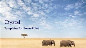  Presentation with elephants - Cool new PPT theme with ivory - two elephants in the red-oat backdrop and a sky blue colored foreground
