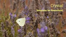  Presentation with lavender - Presentation with ivory-butterfly-on-a-flower background and a tawny brown colored foreground