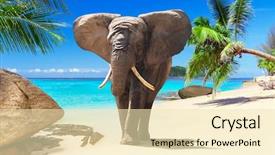  Presentation with elephant - Beautiful slide deck featuring ivory coast - african elephant walking on tropical backdrop and a lemonade colored foreground