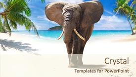  Presentation with elephant - Colorful slide deck enhanced with ivory coast - african elephant walking on tropical backdrop and a cream colored foreground