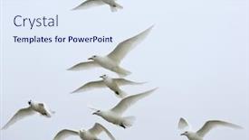  Presentation with polar bears arctic ocean ice - Colorful presentation theme enhanced with ivory-gull-pagophila-eburnean backdrop and a sky blue colored foreground