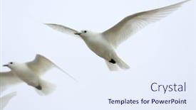  Presentation with polar bears arctic ocean ice - Slide set having ivory-gull-pagophila-eburnean background and a sky blue colored foreground