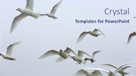  Presentation with polar bears arctic ocean ice - Audience pleasing presentation design consisting of ivory-gull-pagophila-eburnean backdrop and a sky blue colored foreground