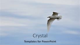  Presentation with polar bears arctic ocean ice - Amazing slide deck having ivory-gull-pagophila-eburnean backdrop and a light blue colored foreground