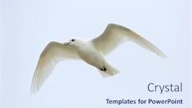  Presentation with polar bears arctic ocean ice - Slide deck having ivory-gull-pagophila-eburnean background and a sky blue colored foreground