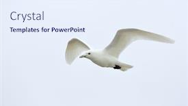  Presentation with polar bears arctic ocean ice - Beautiful PPT theme featuring ivory-gull-pagophila-eburnean backdrop and a sky blue colored foreground