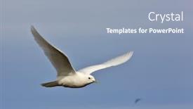  Presentation with polar bears arctic ocean ice - Slide set with ivory-gull-pagophila-eburnean background and a light blue colored foreground