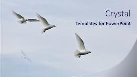  Presentation with polar bears arctic ocean ice - Colorful presentation design enhanced with ivory-gull-pagophila-eburnean backdrop and a lemonade colored foreground