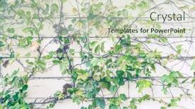  Presentation with ivy - Slide set featuring ivy-and-wooden-fence-autumn background and a soft green colored foreground