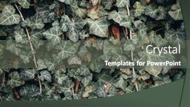  Presentation with ivy - Theme with ivy-background-ivy-on-wall background and a gray colored foreground