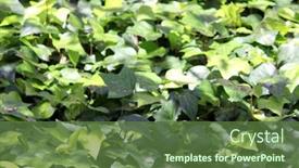  Presentation with ivy - Colorful presentation enhanced with close up partial view - ivy background backdrop and a tawny brown colored foreground