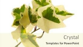  Presentation with ivy - Colorful slide deck enhanced with ivy branch with green leaves isolated on white backdrop and a blonde colored foreground