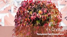  Presentation with ivy - Amazing PPT theme having ivy-close-up backdrop and a tawny brown colored foreground